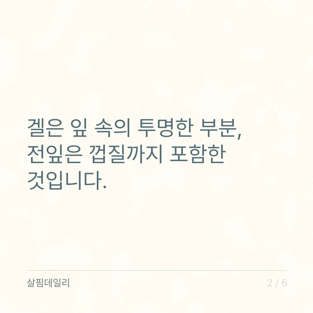 알로에 겔과 알로에 전잎, 쓰는 부위가 다릅니다 카드 2